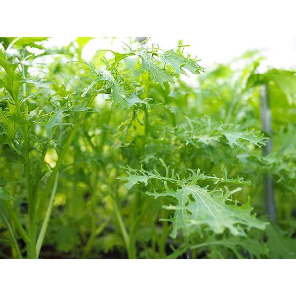 Hạt Giống Cải Bẹ Xanh Ngọt Đuôi Phụng Phú Nông