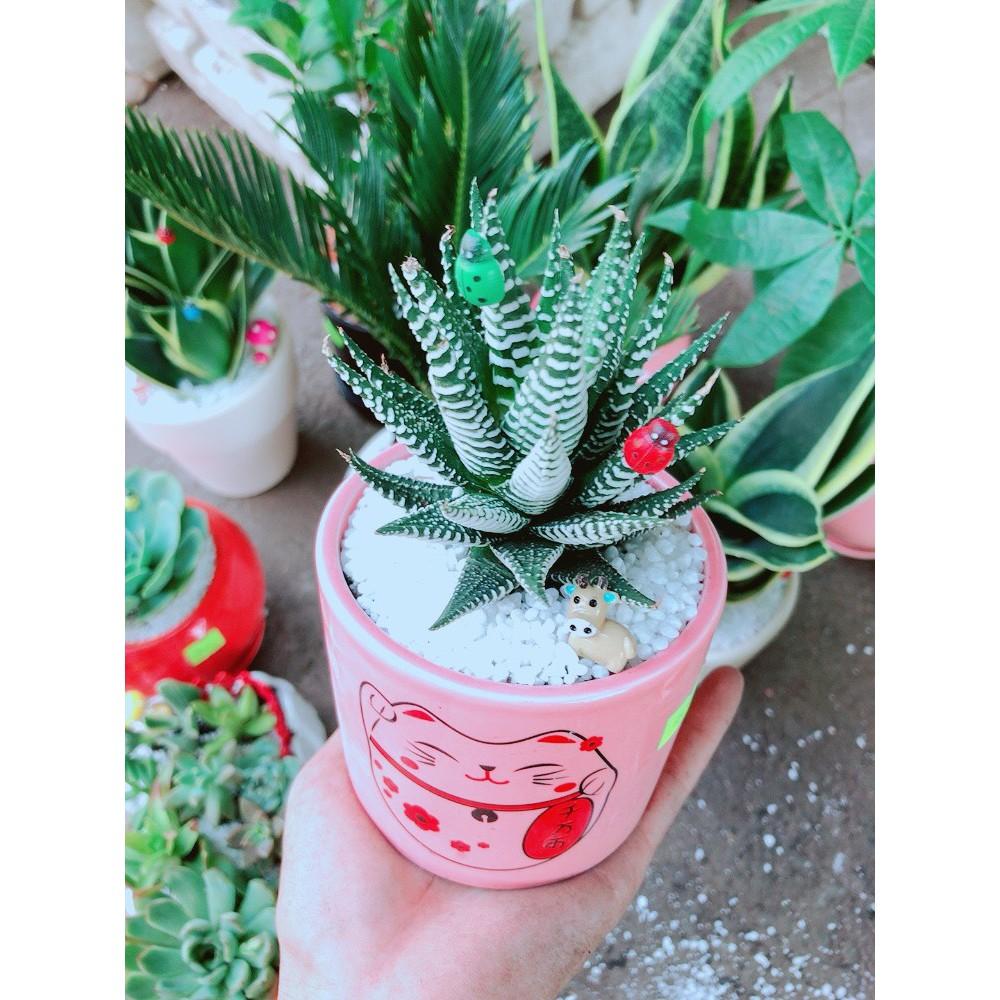 Chậu móng rồng tiểu cảnh