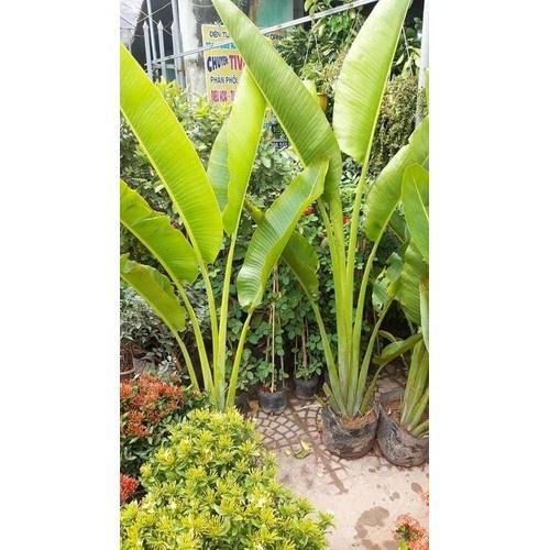 CHẬU CÂY CHUỐI CẢNH RẺ QUẠT, CÂY LỚN ĐẸP MANG MAY MẮN TÀI LỘC CHO GIA CHỦ - NCCCCLD