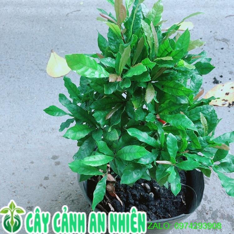 Cây Thần Kỳ