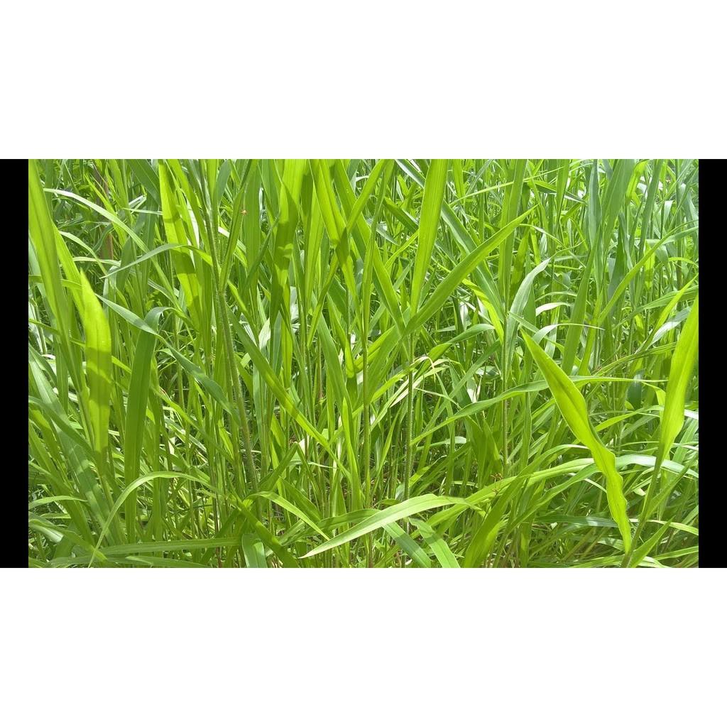Hạt giống cỏ Ruzi - Cỏ chịu dẫm đạp