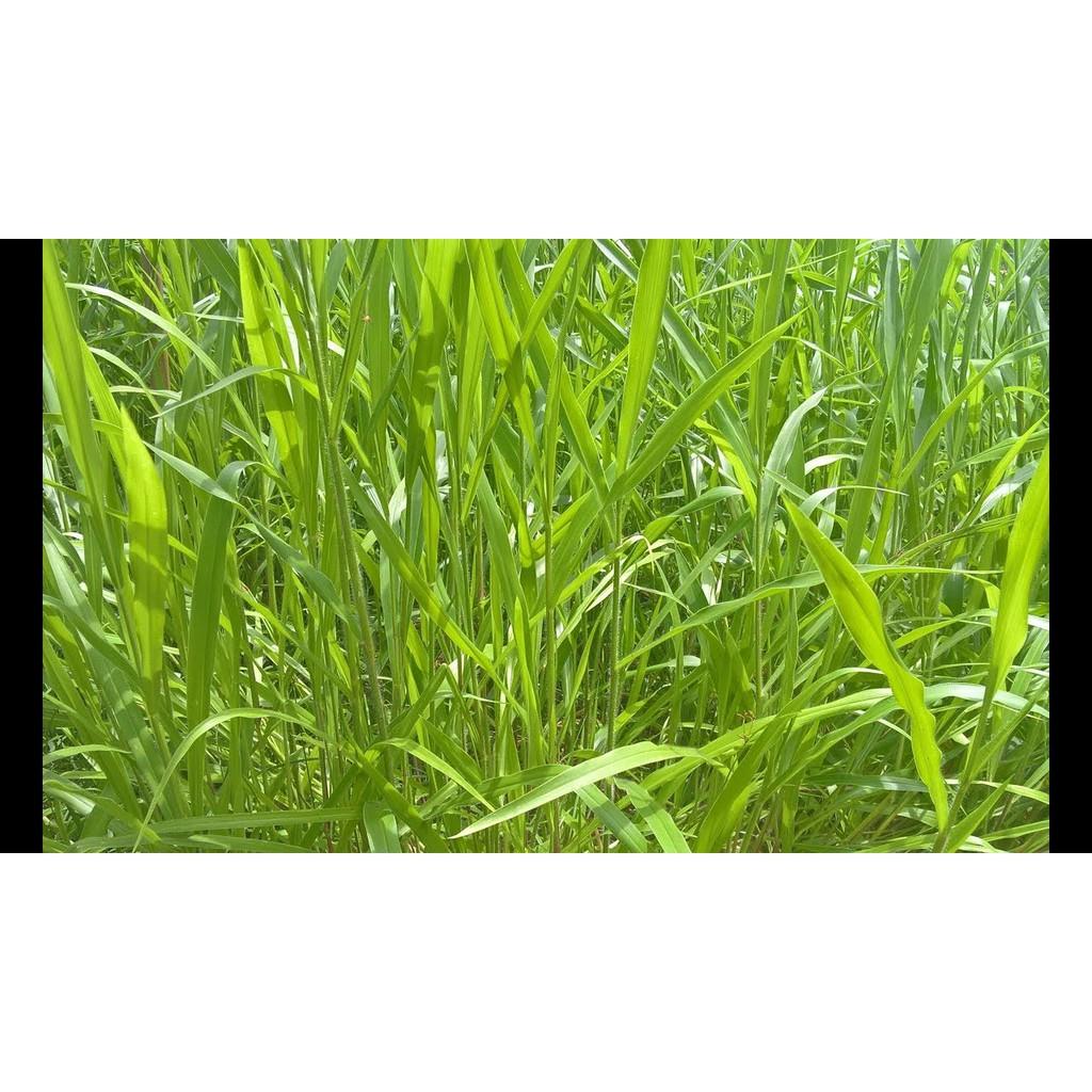 Hạt giống cỏ Ruzi - Cỏ chịu dẫm đạp (gói 100g)