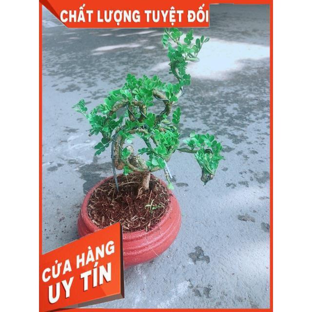 Chậu Cây Cần Thăng