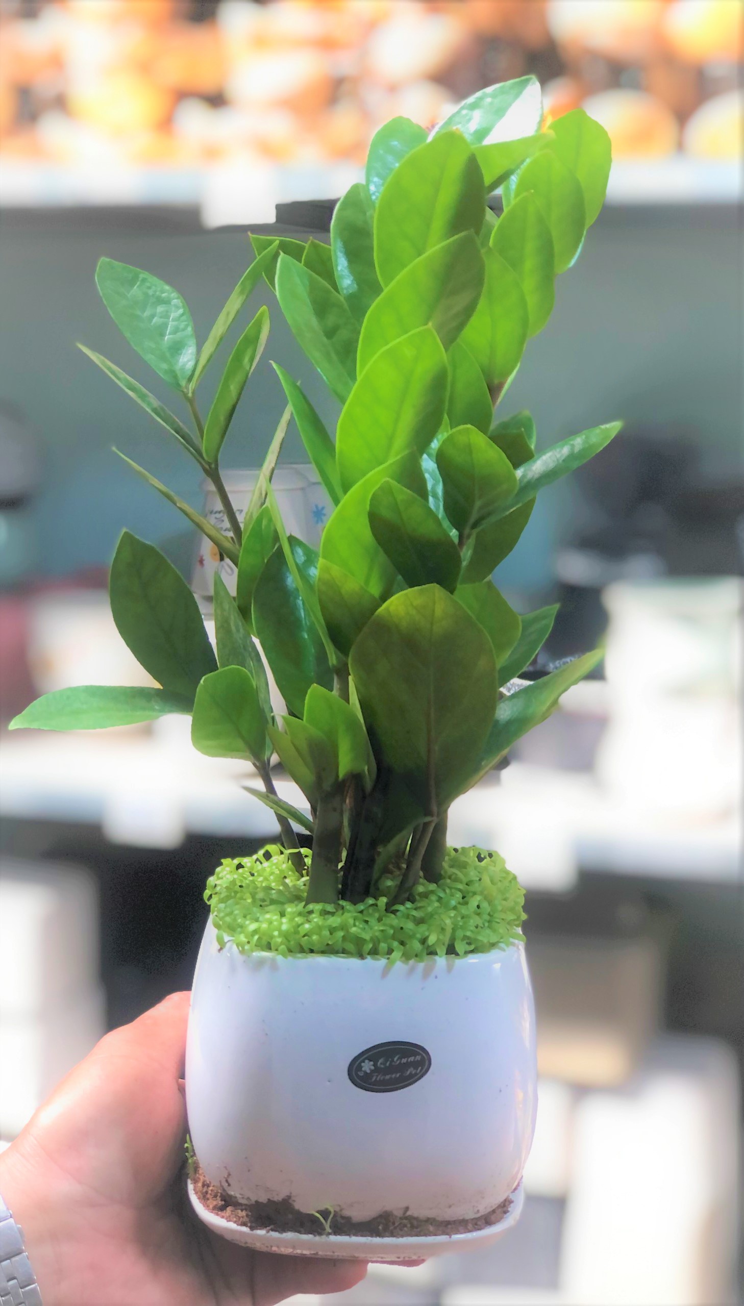 Chậu sứ cây Kim Tiền trang trí văn phòng