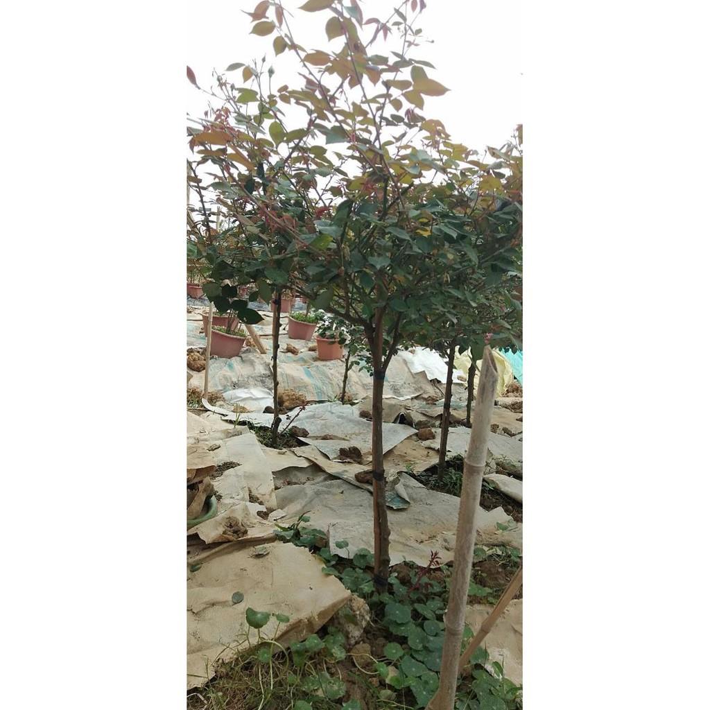 Cây hoa cổ sapa tree cây 1 thân gỗ