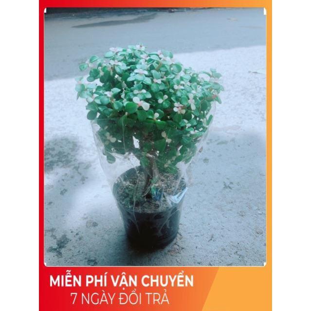 Đô La Thân Cổ Thụ