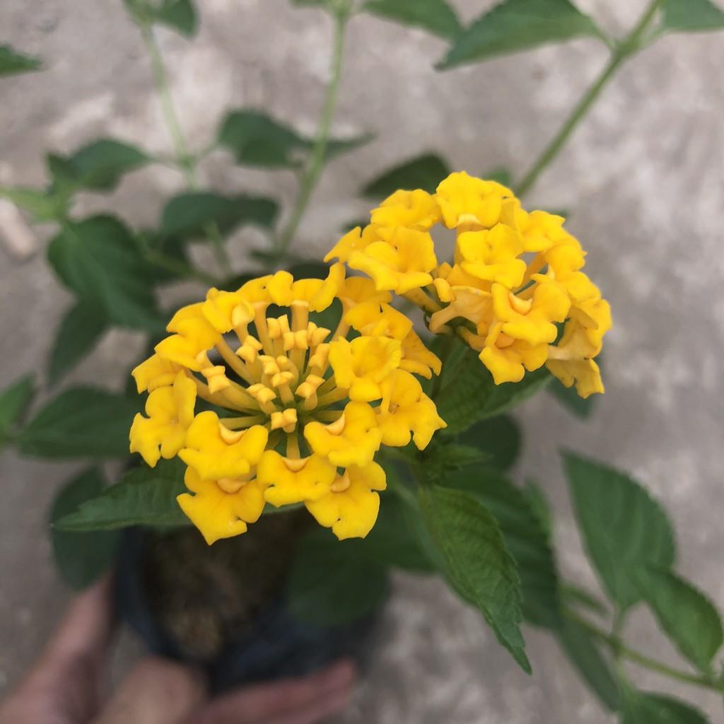 Cây hoa ngũ sắc vàng rủ, Chiều cao 20cm hoa nở bắt mắt sức sống cực tốt thích hợp trang trí sân vườn cảnh quan