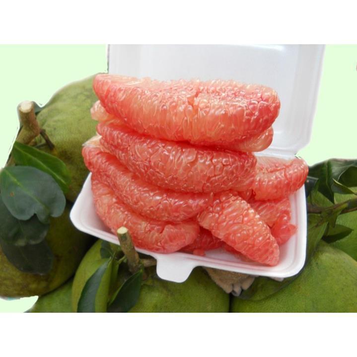 Cây Giống Bưởi Đỏ Tân Lạc