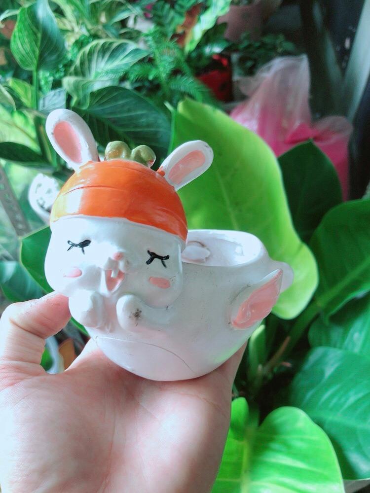 Chậu Trồng Cây