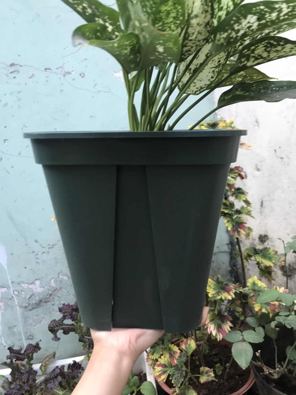 Chậu Vuông Trồng Cây Cao Cấp - Giúp Kiểm Soát Rể Và Làm Thông Thoáng Tầng Đất Giữa