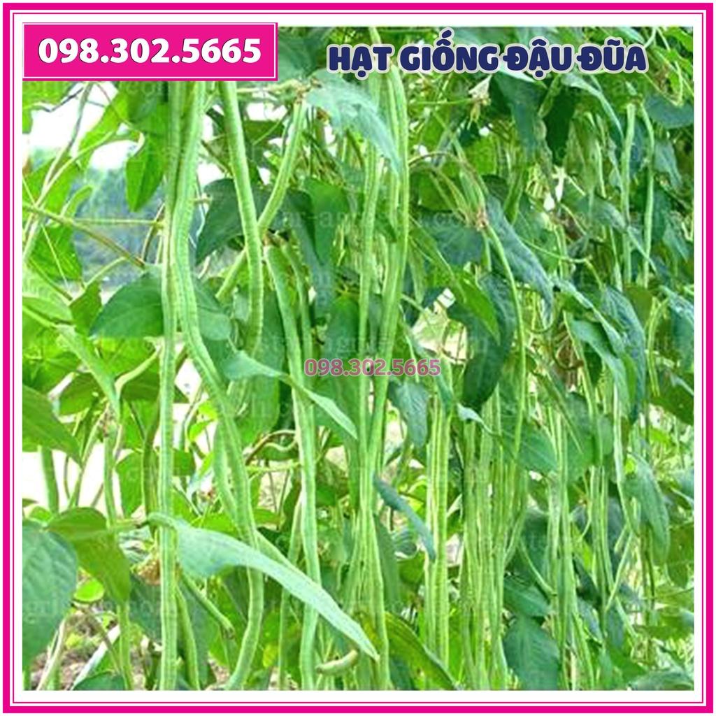 Hạt giống đậu đũa xanh cao sản F1 - gói 20g -chất lượng tốt, năng suất cao