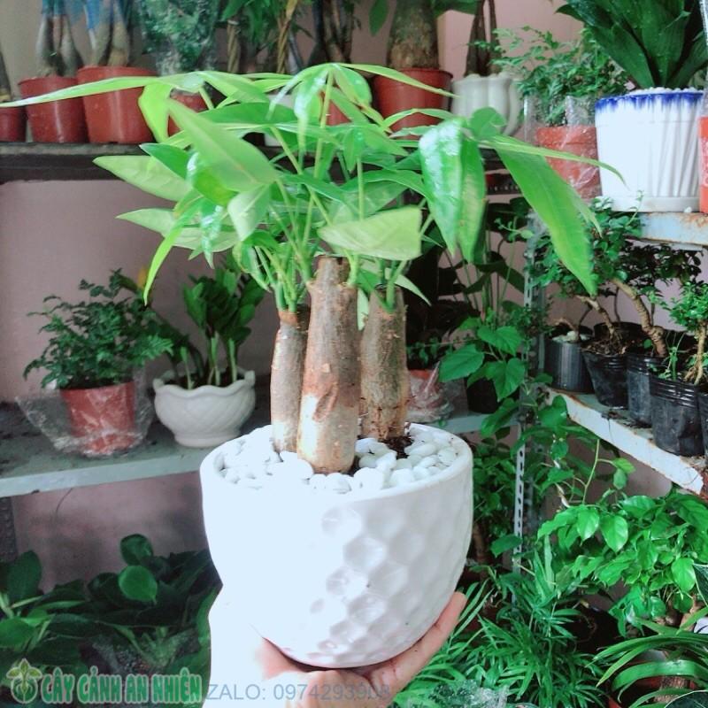 Cây Kim Ngân Kèm Chậu Sứ