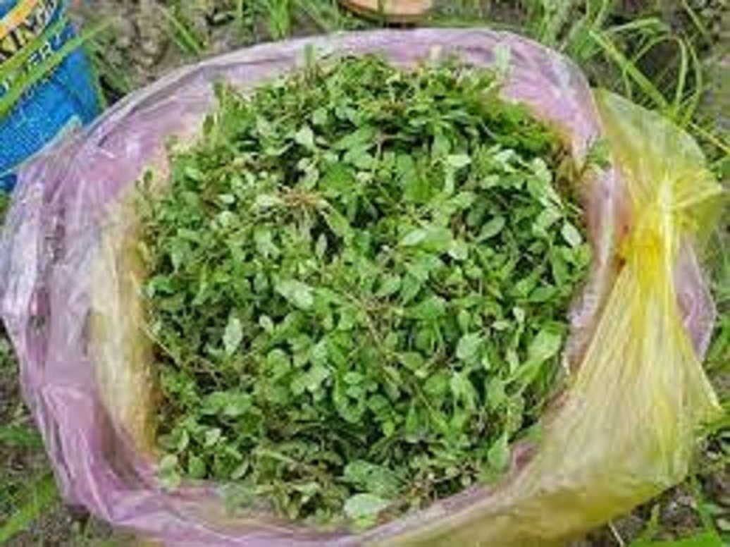 Phân Bón Đầu Trâu MK 20-20-15 Chuyên Rau màu - hoa, cây cảnh