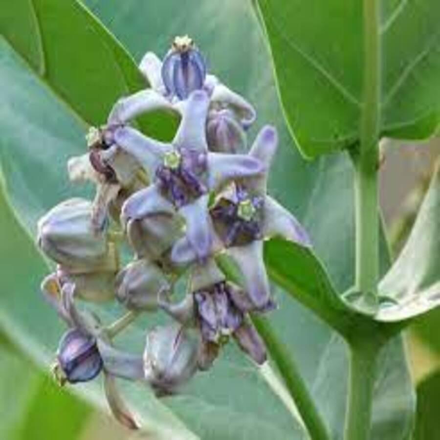 Lá Hen Khô Tr ị H en S uyễn Hay