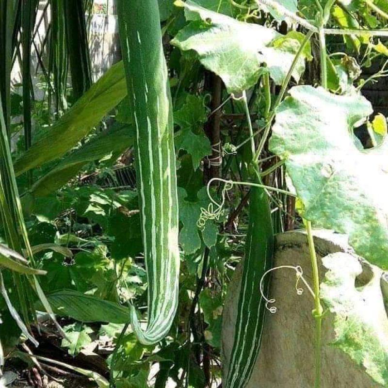 100 hạt giống lặc lè