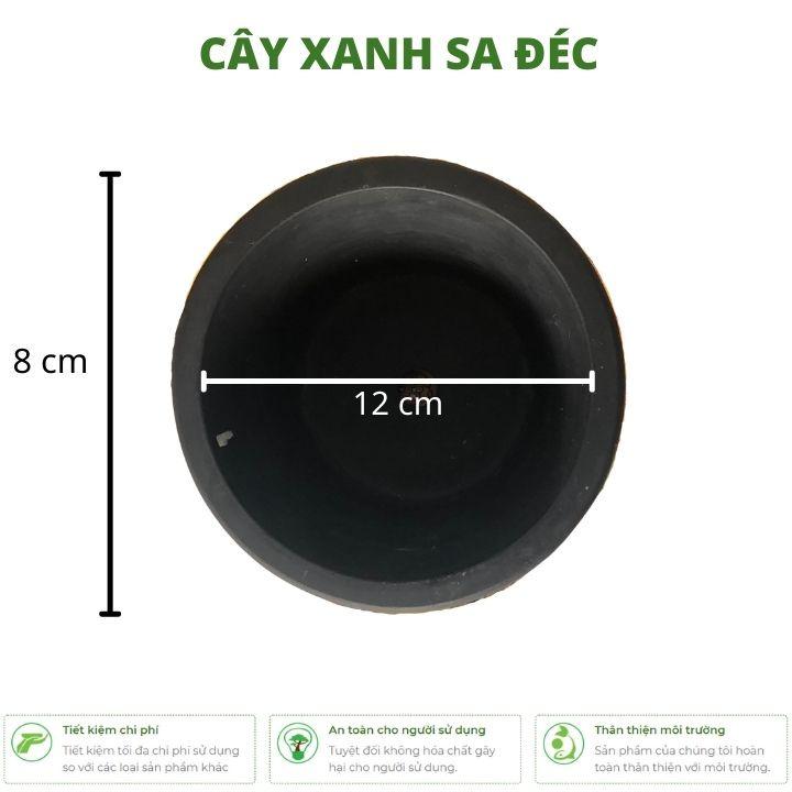 Chậu tròn mini CK5 trồng cây đặt bàn làm việc, phòng khách, phòng ngủ thiết kế trơn, sang trọng, tối giản