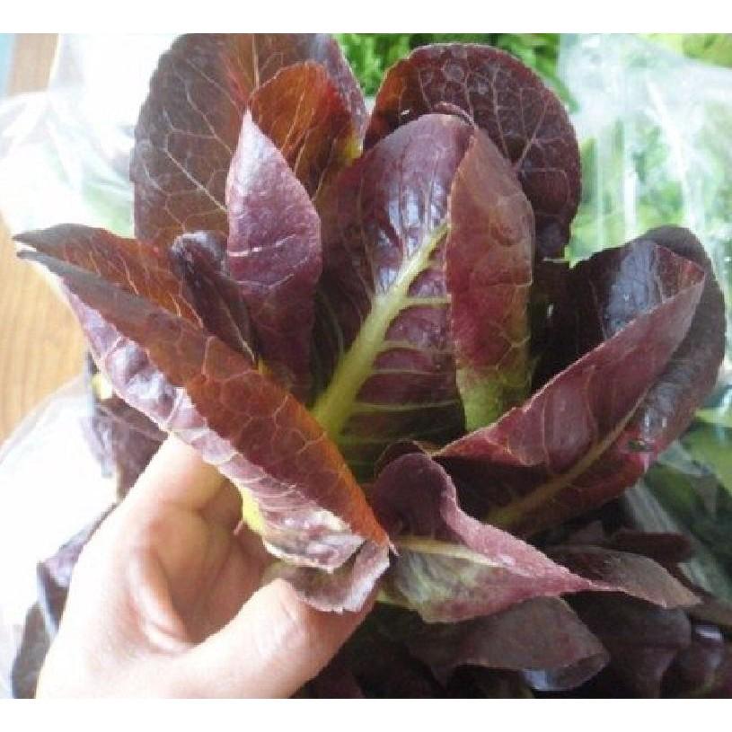 Hạt giống xà lách romaine đỏ 0,2gr/gói