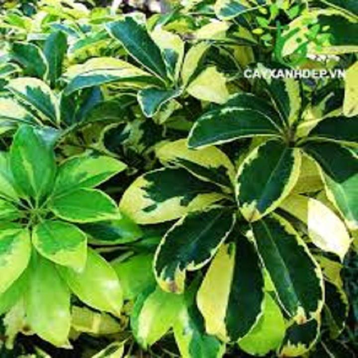 CÂY NGŨ GIA BÌ CHÂN CHIM LÁ CẨM THẠCH