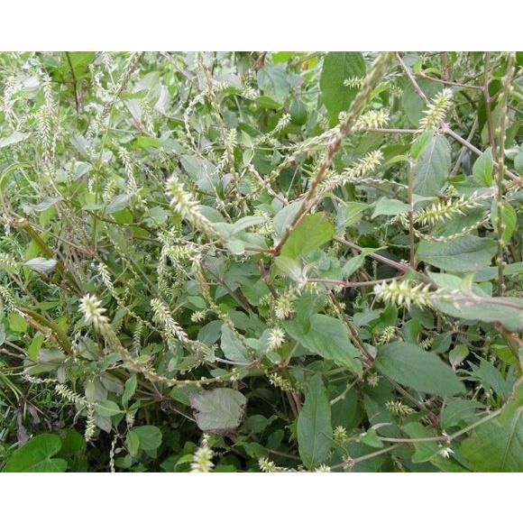 Cây cỏ xước - bầu cây giống