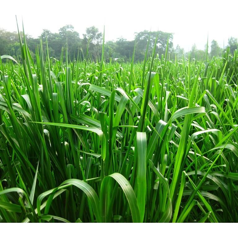 Hạt Giống Cỏ Chịu Ngập Ubon Paspalum - gói 2kg - Hạt Cỏ Năng Suất, Siêu Dinh Dưỡng cho Chăn Nuôi Bò, Dê, Cừu, Thỏ,...