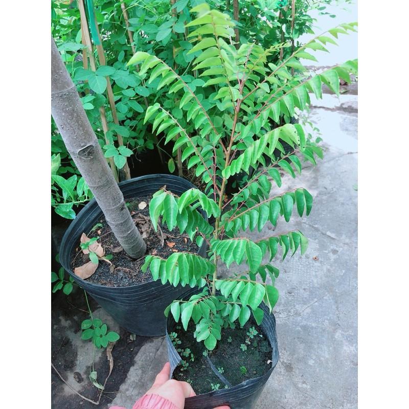 Cành Vàng Lá Ngọc Cổ Thụ