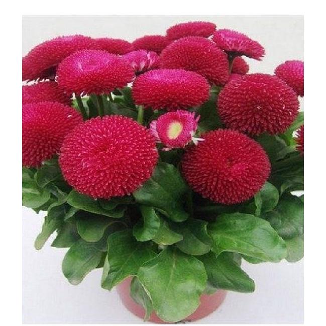 Hạt giống hoa cúc anh mix màu - 1 gói 50 hạt