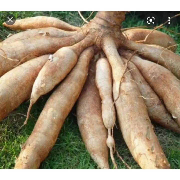 COMBO 6 KG CỦ KHOAI MÌ RUỘT TRẮNG bở Thái Lan.