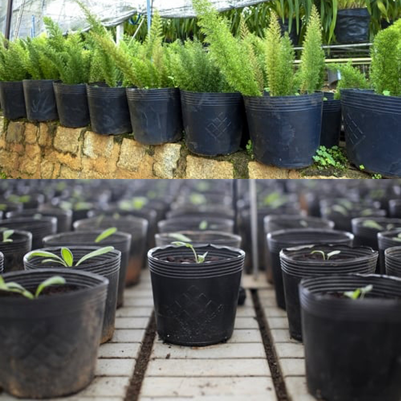 500 Chậu nhựa C6 trồng cây và ươm cây giống miệng.cao 14x12 cm -77100