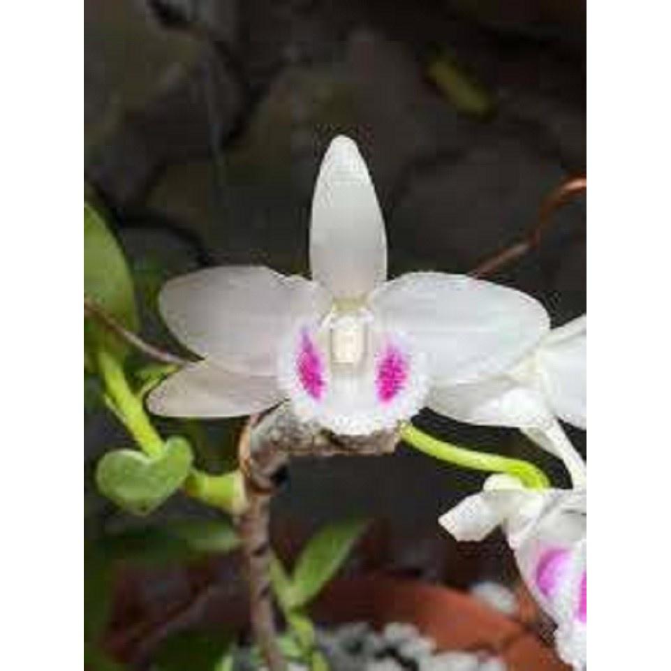 Hoa lan -5ct ngọc sơn cước