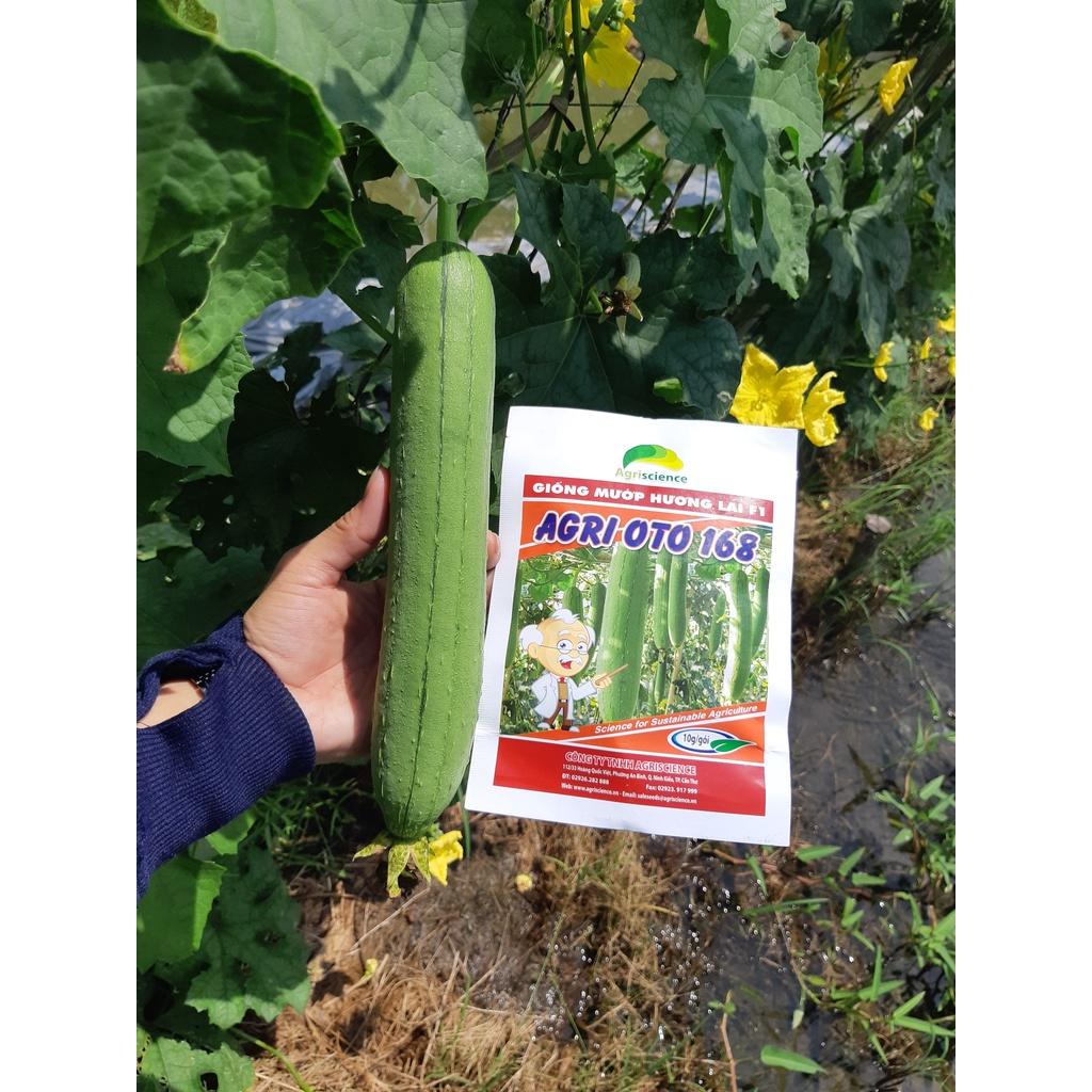 Hạt Giống mướp hương lai F1 - AGRI OTO 168