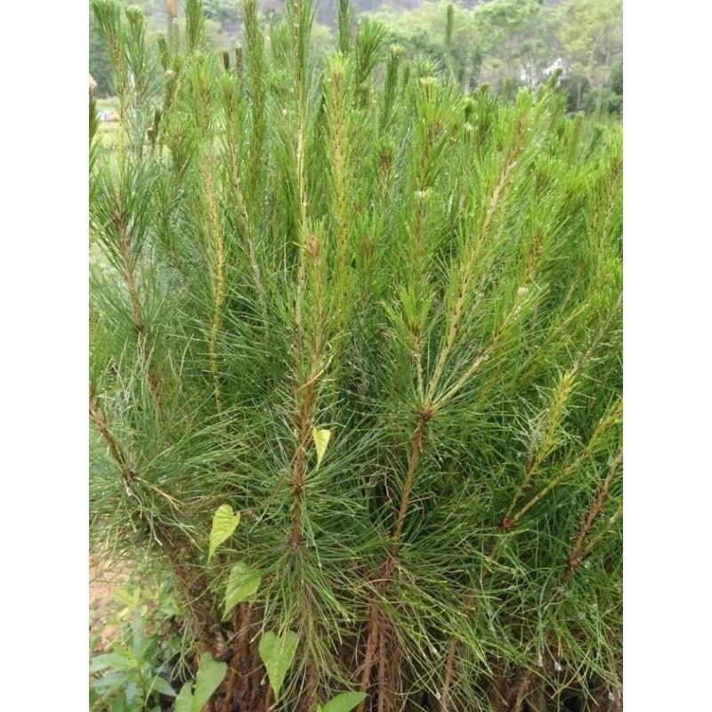 Com bo 5 cây thông giống cao 60cm