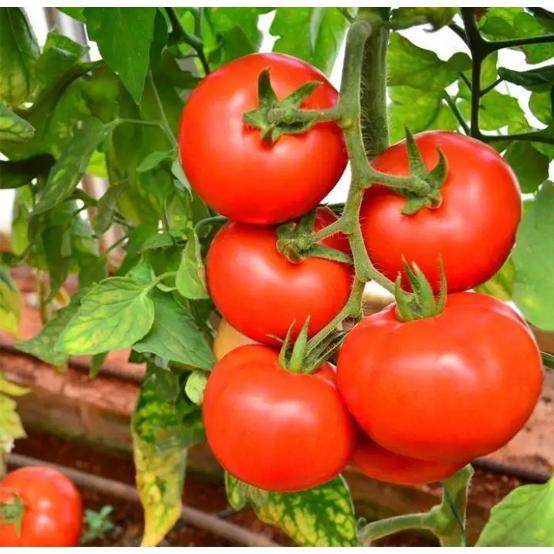 Hạt Giống Cà Chua Đỏ Chịu Nhiệt -