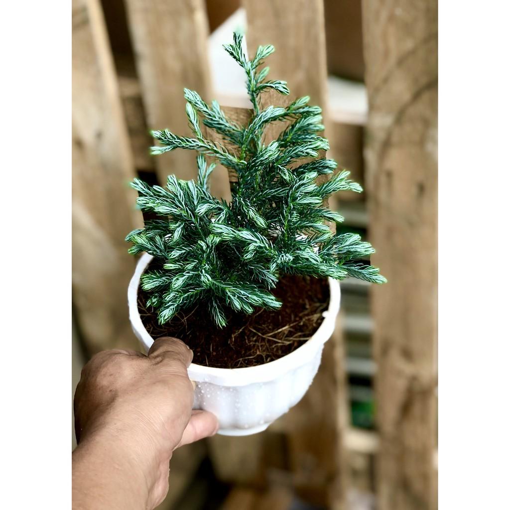 Chậu nhựa cây Tùng Tuyết