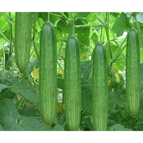 30 HẠT DƯA CHUỘT CHỊU NHIỆT - TRỒNG QUANH NĂM