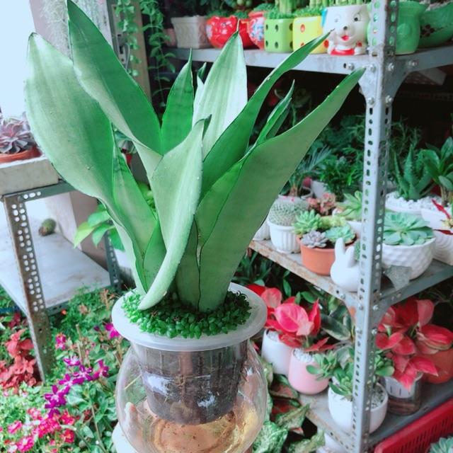 Chậu Lưỡi Hổ Bạc Thuỷ Sinh