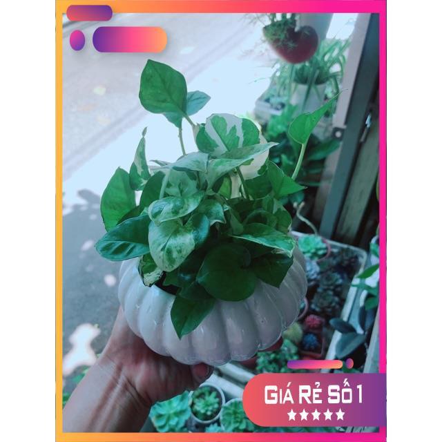 Chậu Trầu Bà Sữa