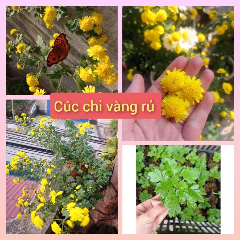 Cúc chi vàng rủ làm trà(bầu cây giống ổn định)