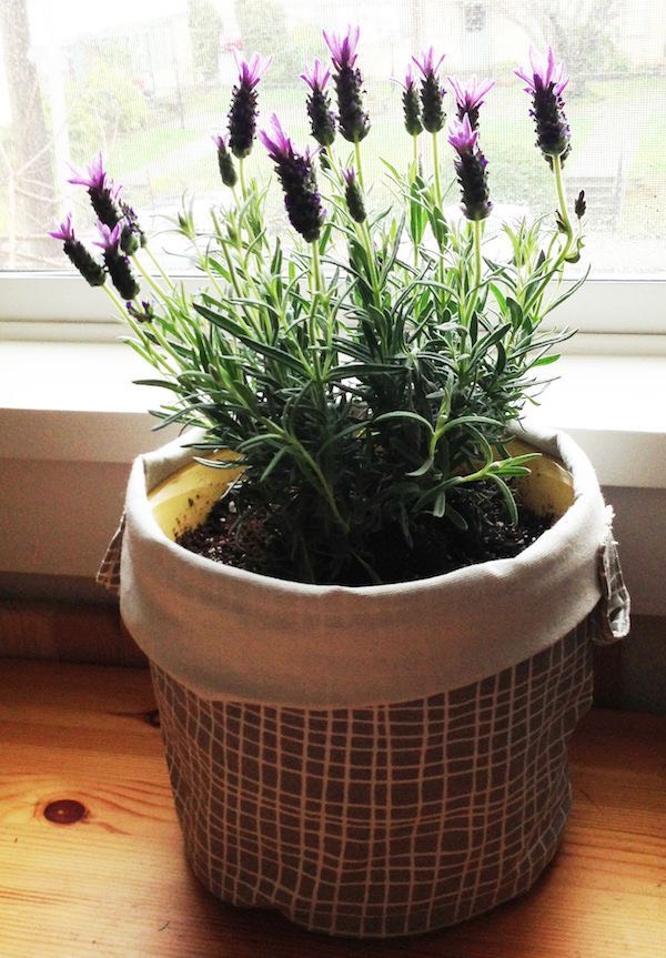 Lavender - oải hương cây thật