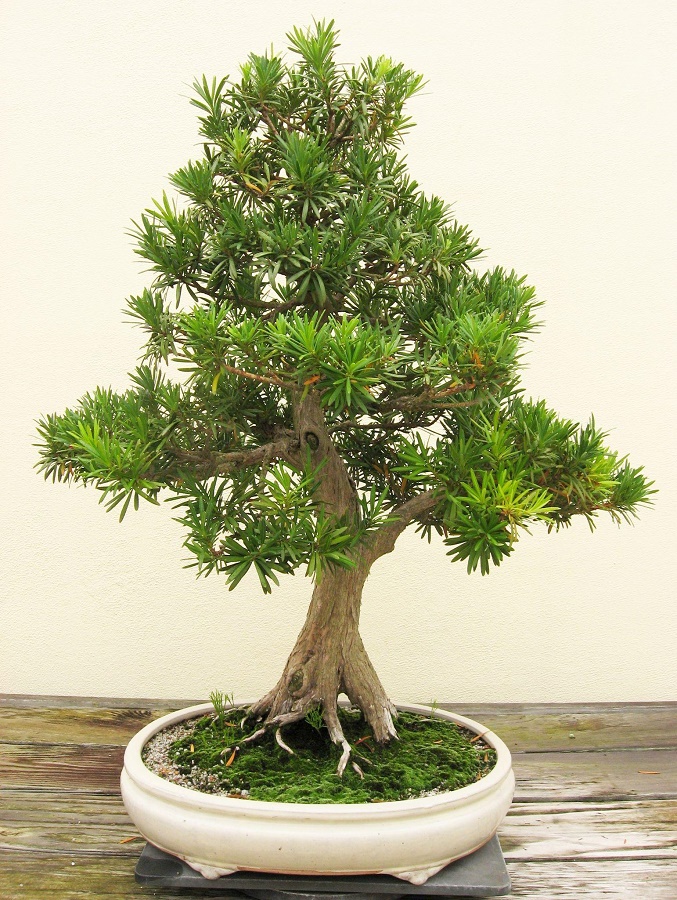 Hạt Giống Tùng La Hán - Gói 10 hạt