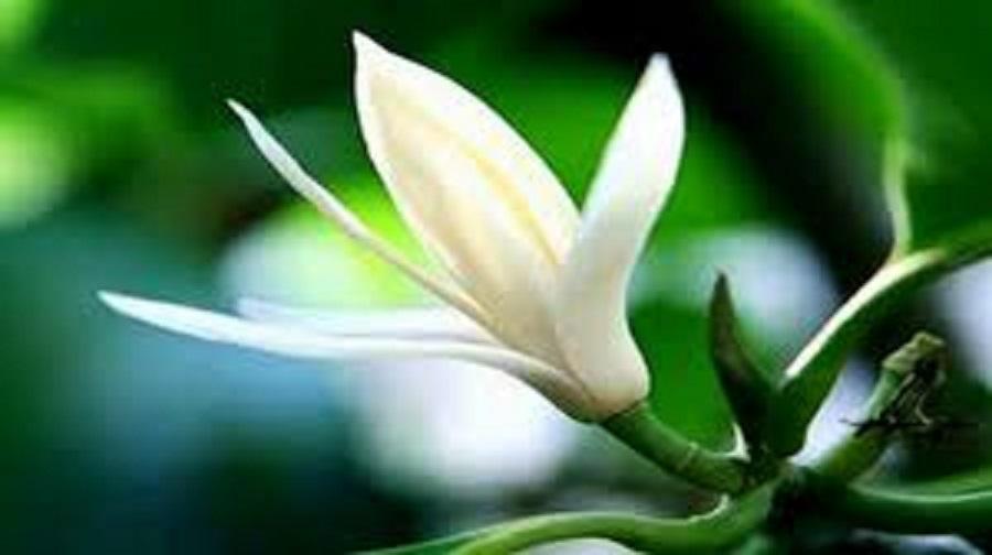 Cây ngọc lan trắng, cây hoàng lan trắng, cây lớn nguyên bầu đang nụ hoa thơm