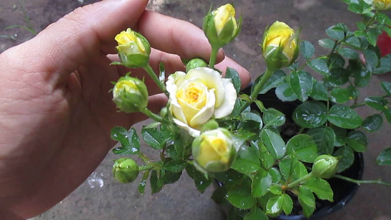05 Gói Hạt Giống Hoa Hồng Bụi