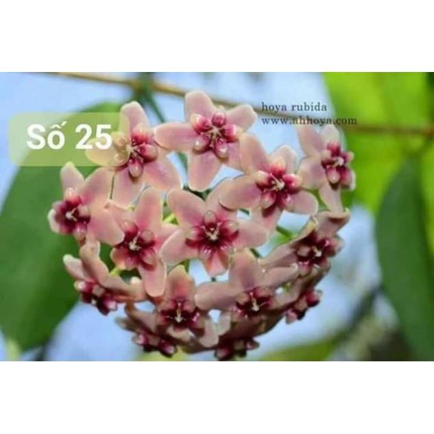 Lan Cẩm Cù Đủ Màu