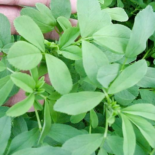 Hạt cỏ chăn nuôi ALFALFA Linh Lăng - Cỏ Họ Đậu