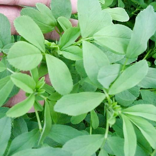 Hạt cỏ chăn nuôi ALFALFA Linh Lăng - Cỏ Họ Đậu (gói 100g)