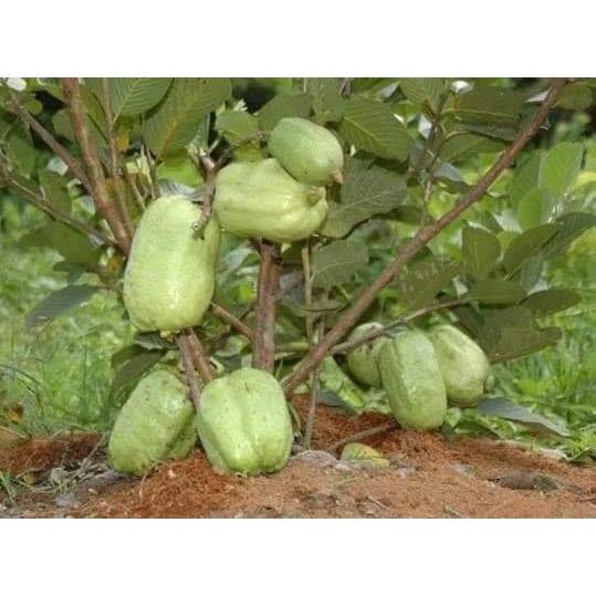 Cây giống Ổi Không Hạt Xá Lị
