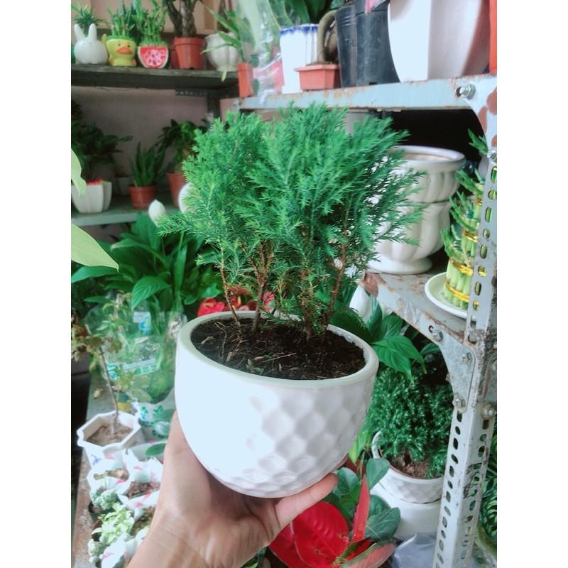 Chậu Cây Tùng Bồng Lai