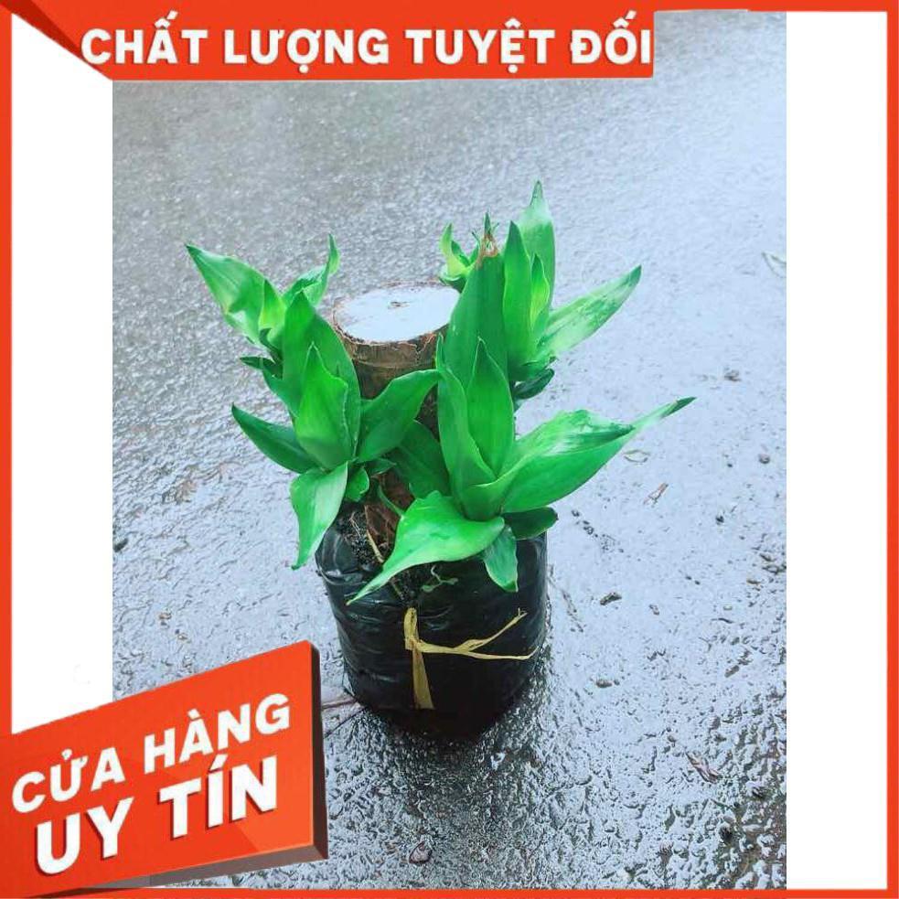 Phát Tài Mini Nhiều Người Mua