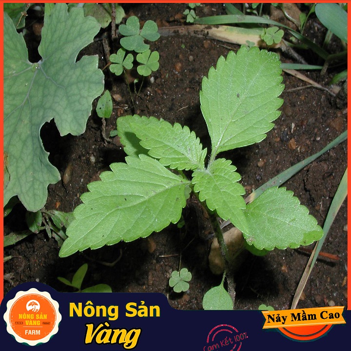 Hạt giống Rau Kinh Giới - Nông Sản Vàng