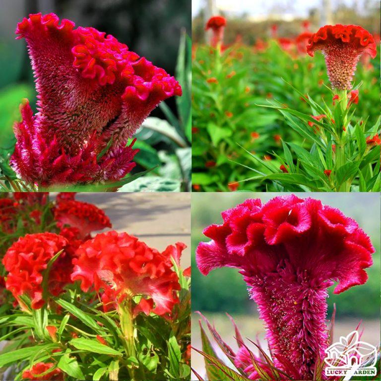 HẠT GIỐNG HOA MÀO GÀ NHUNG- NHIỀU MÀU HOA