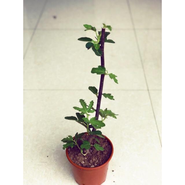 Cây sung mỹ size trung giống chuẩn cao 30-40 cm